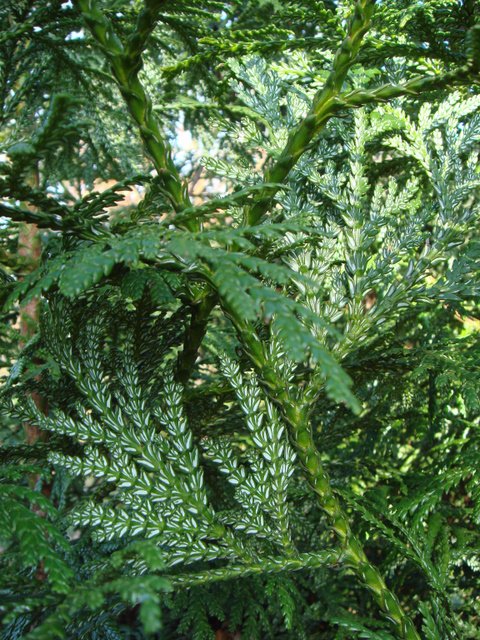 Thujopsis dolabrata rameau